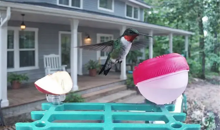 Happy Birdy secondary